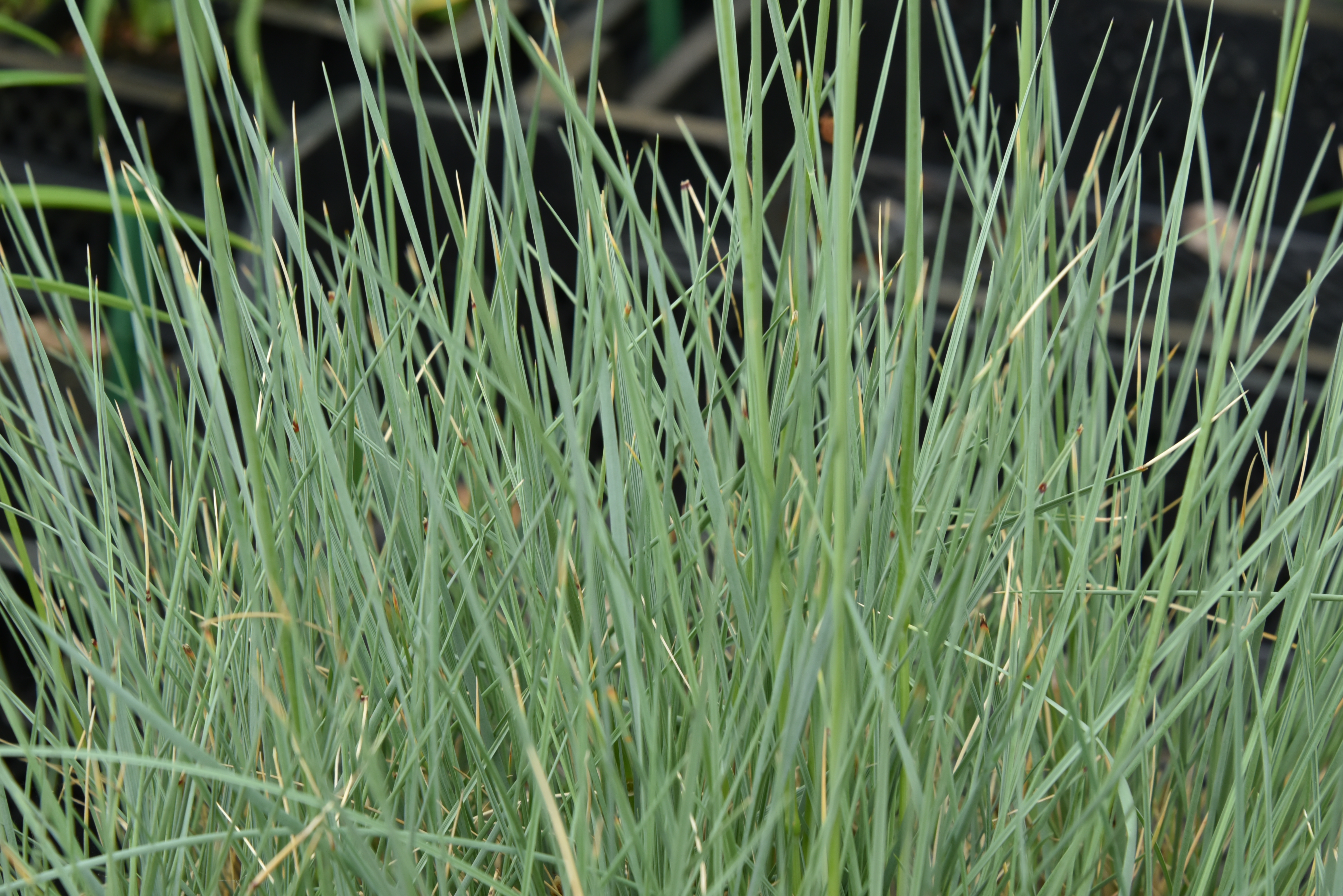 Helictotrichon sempervirens Sierhaver, Zachte haver bestellen